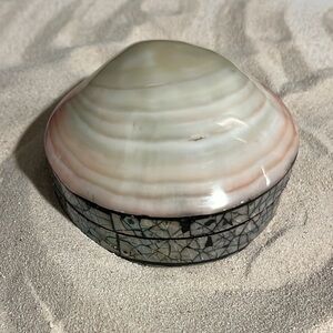 🐚 Beautiful Handmade Polished Tigrina Clam Shell Jewelry/Trinket Box